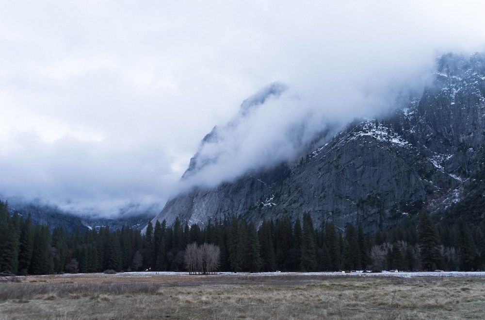 pine trees and gray rock formation