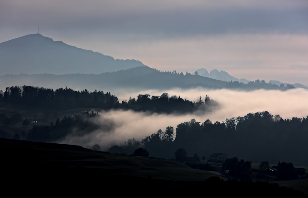 silhouette of trees covered in fog