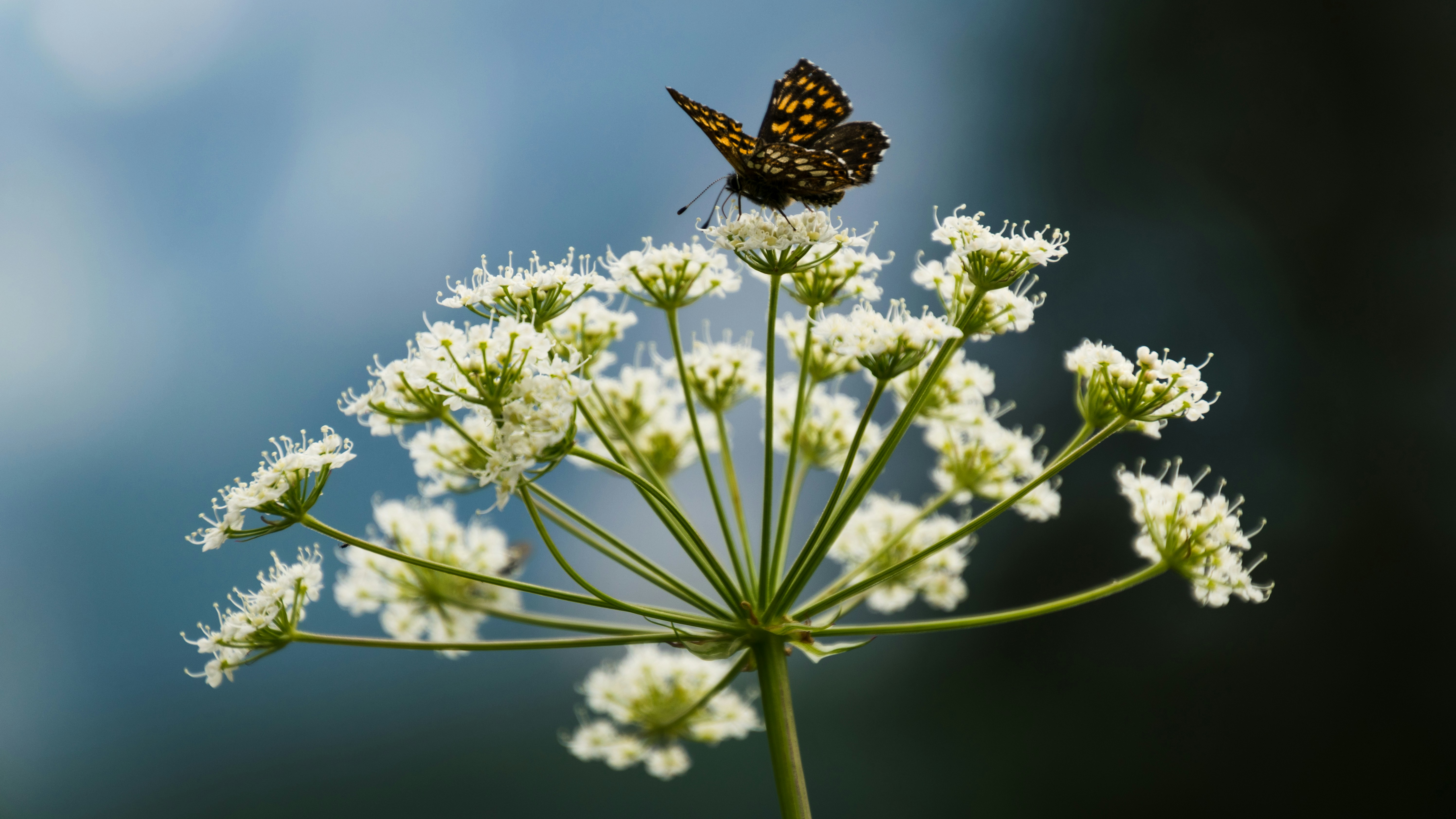 butterfly perched on flower