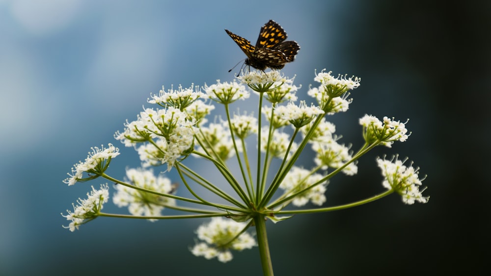 mariposa posada en flor
