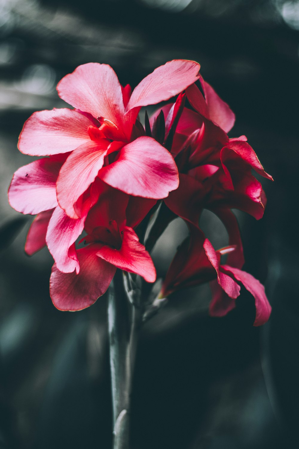 photographie en gros plan de fleur à pétales rouges
