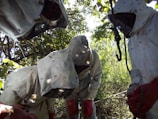 Several individuals wearing protective bee suits and red gloves are gathered in a dense, green area. Bees are flying around them as they attend to some task. The sunlight filters through foliage, casting shadows on the suits.