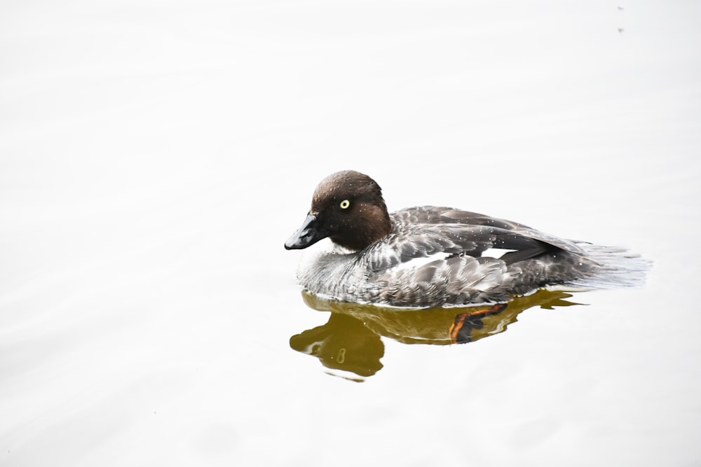 grey and brown duck in water