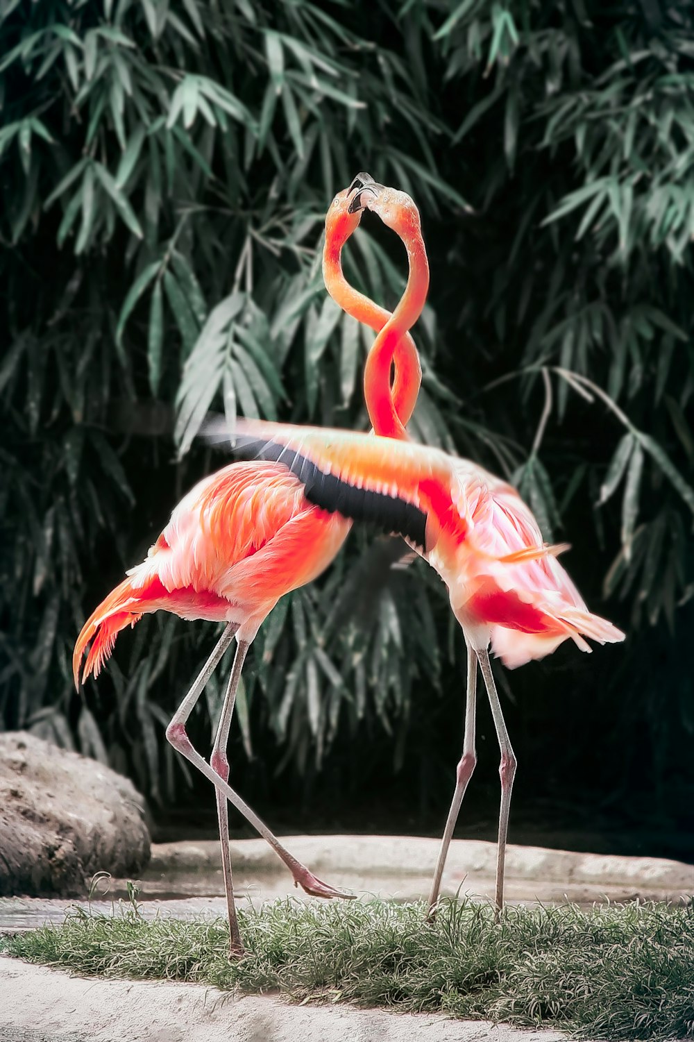 two pink flamingos on green grass during daytime