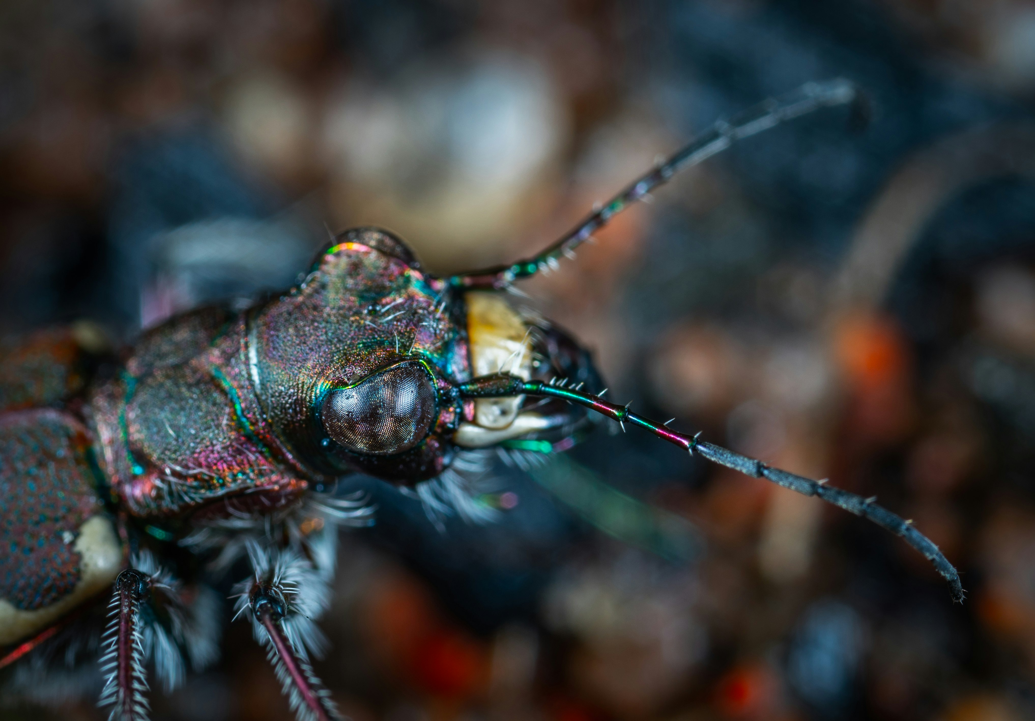 macro photography of black insect