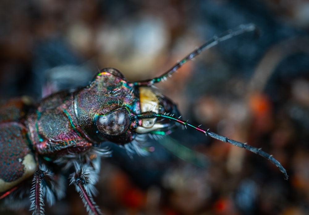 macro photography of black insect