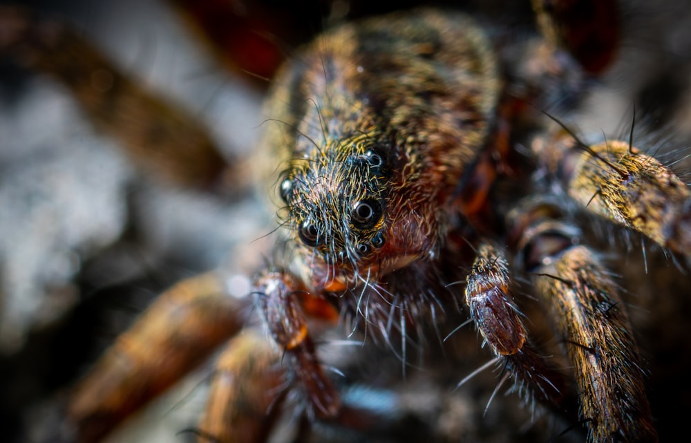 macro shot of brown and black spider