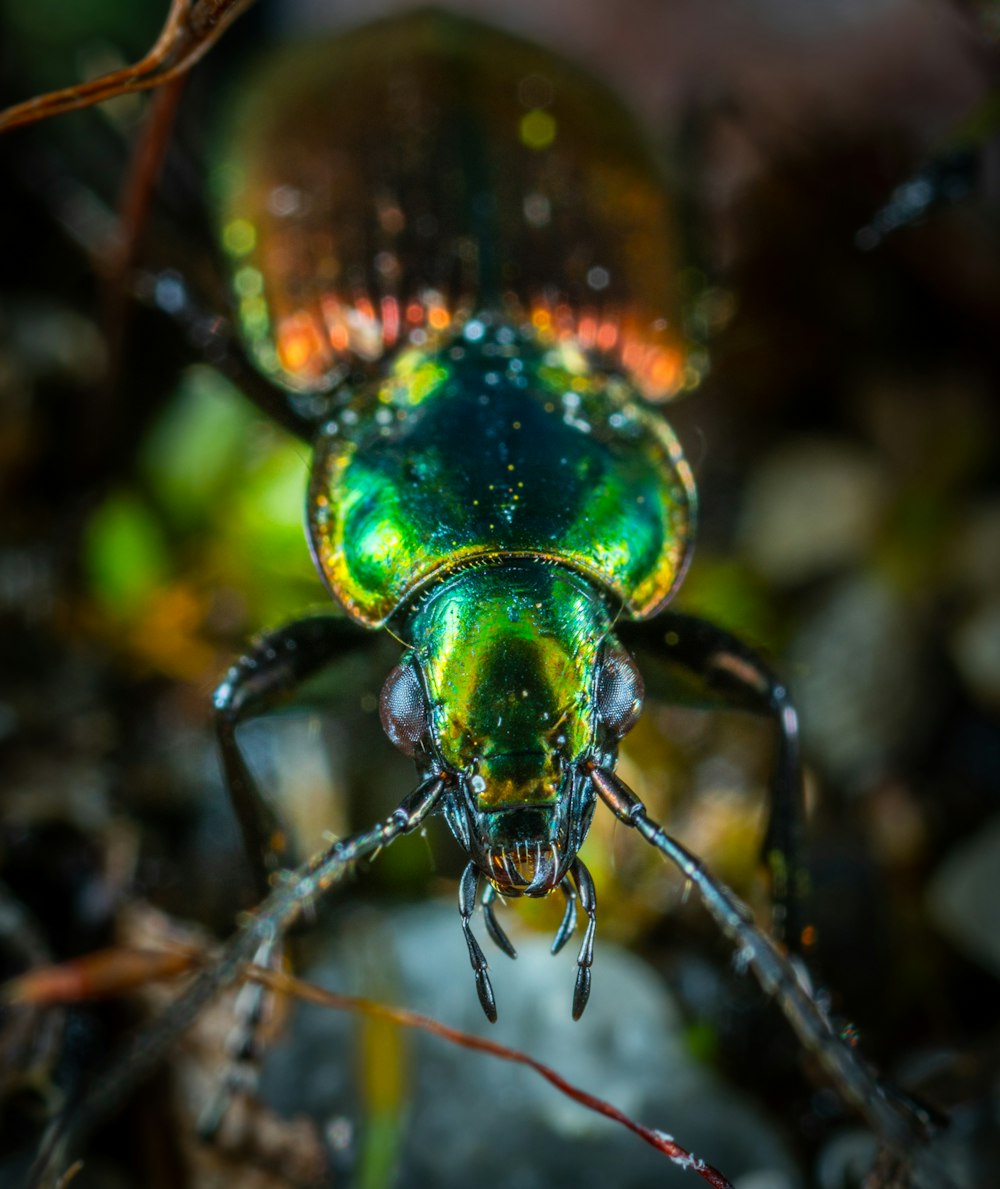Escarabajo verde y naranja