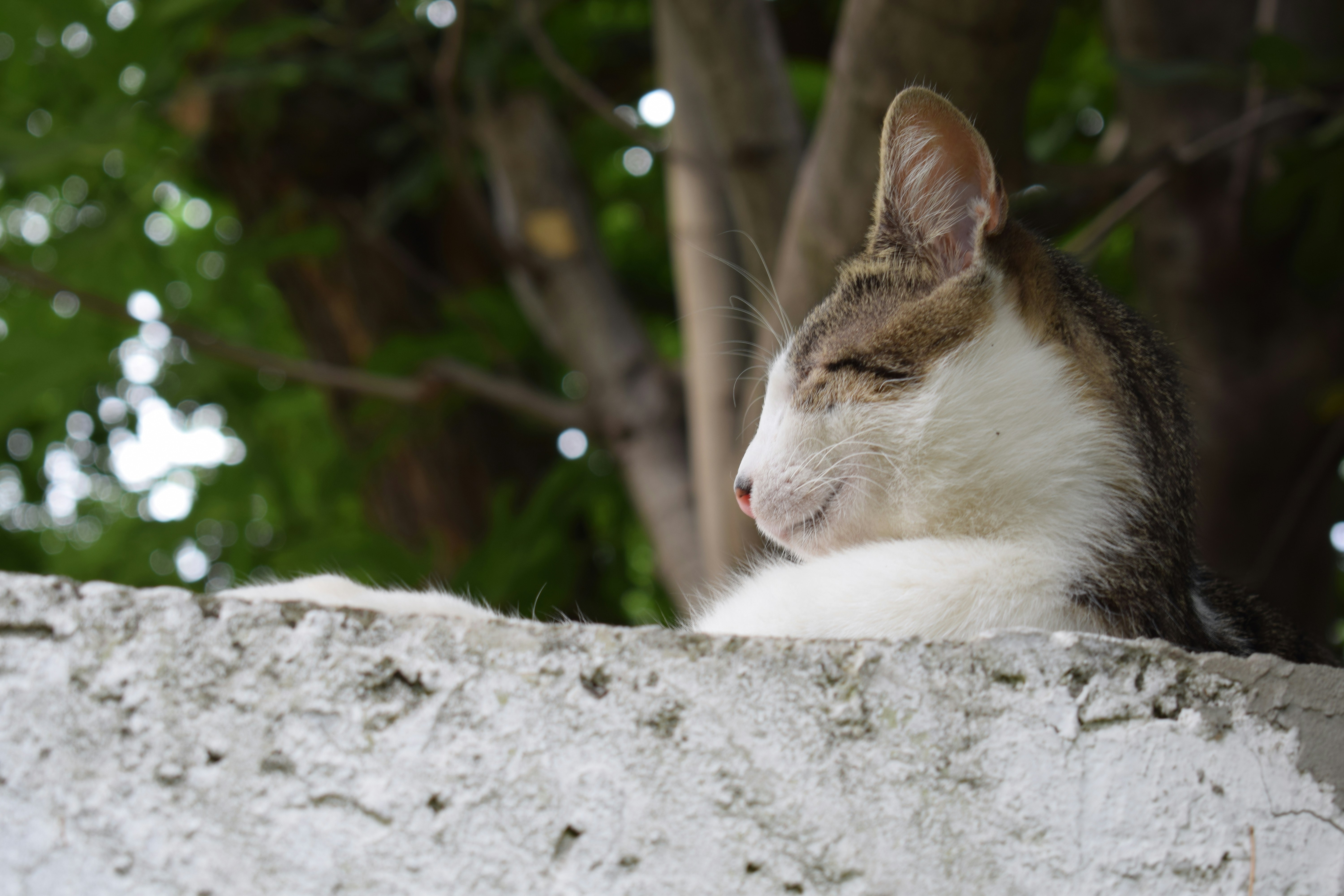 Kucing Bahagia, Lingkungan Sehat