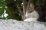 A relaxed cat is lounging on a rough, white surface with its eyes closed, basking in a natural, outdoor setting. The background features a blurred view of lush green foliage and tree trunks, creating a serene atmosphere.