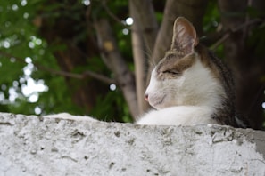 A relaxed cat is lounging on a rough, white surface with its eyes closed, basking in a natural, outdoor setting. The background features a blurred view of lush green foliage and tree trunks, creating a serene atmosphere.