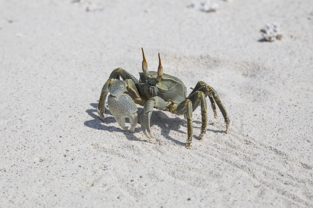 Crabe gris sur sable gris