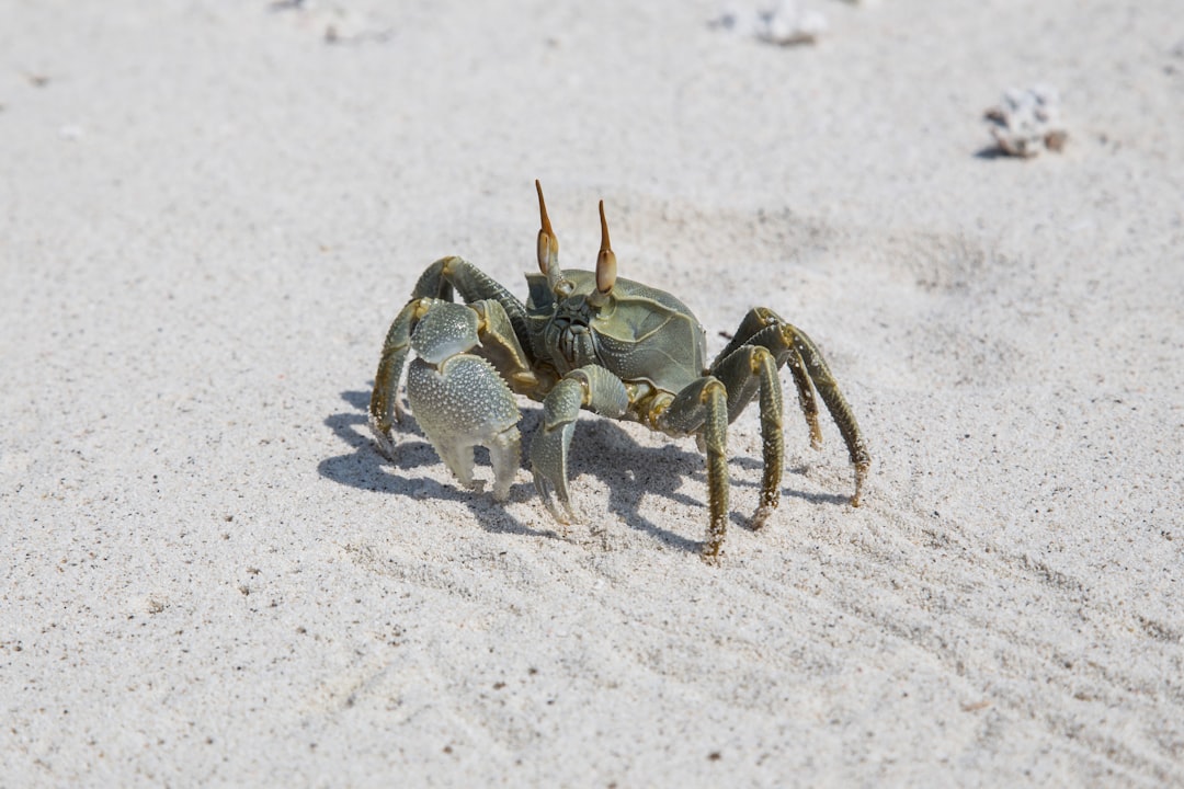  in  Maldives