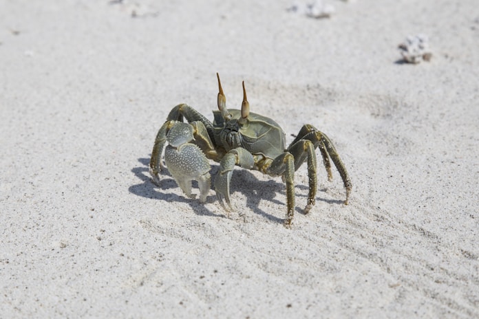 gray crab on gray sand