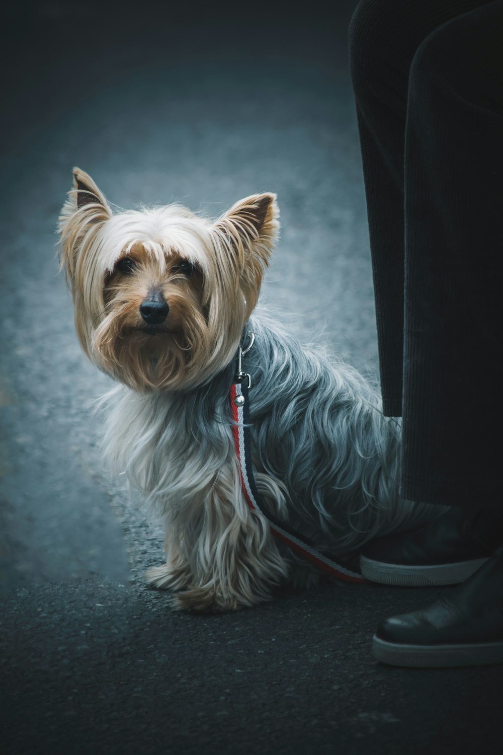 gray and fawn yorkshire with red and black leash