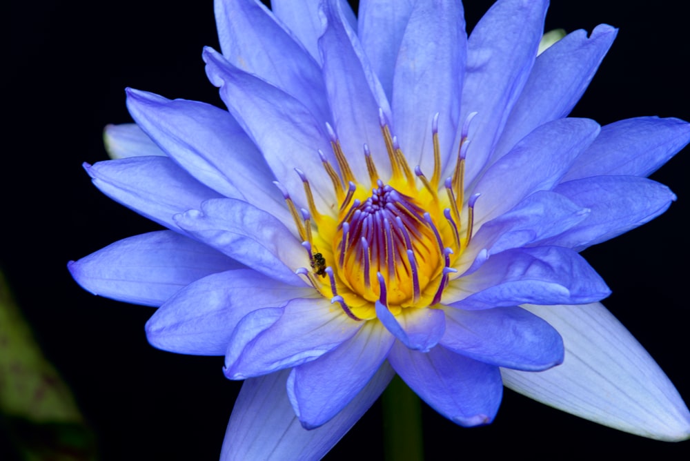 Fotografía de enfoque selectivo de flor de nenúfar púrpura y amarilla