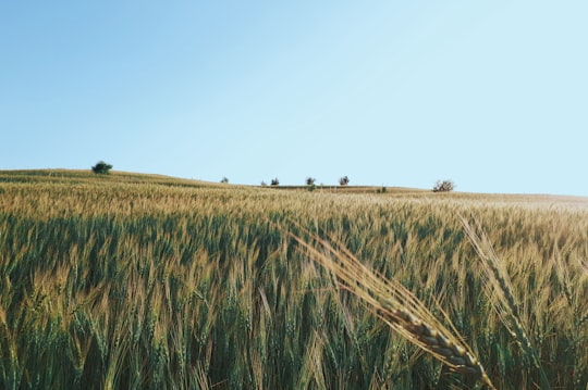 wheat field photography in Hamadan Province Iran