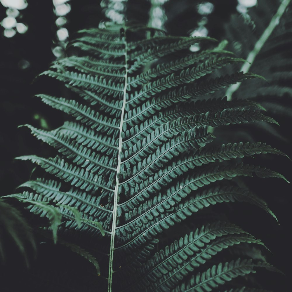 Fotografía de enfoque selectivo de plantas de helechos