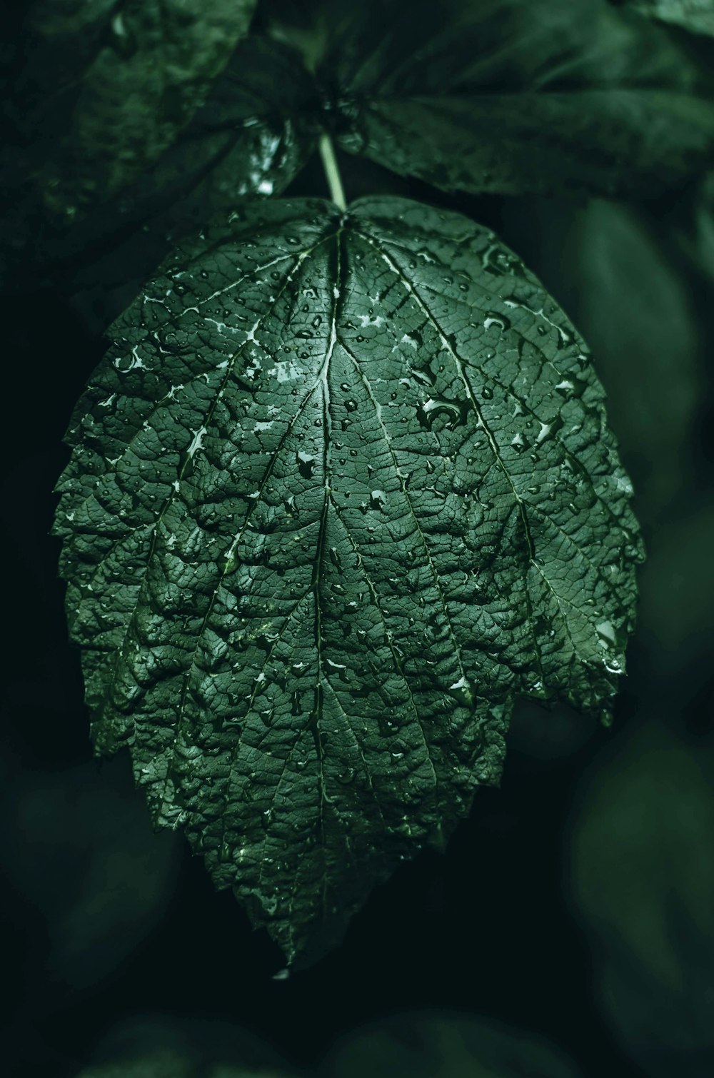 selective-focus photography ovate leaf