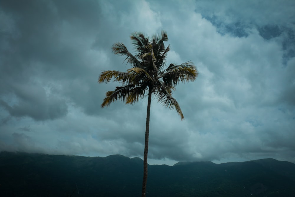 árbol de coco