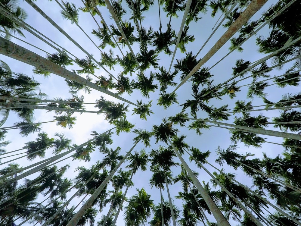 foto de baixo ângulo de árvores durante o dia