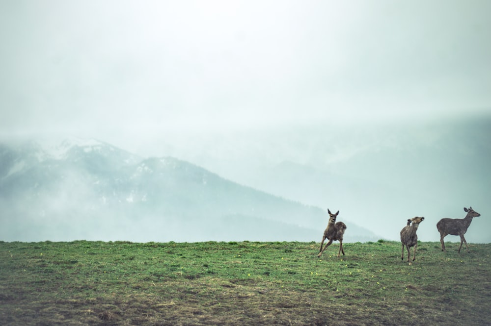 three animals running on green grass at daytime