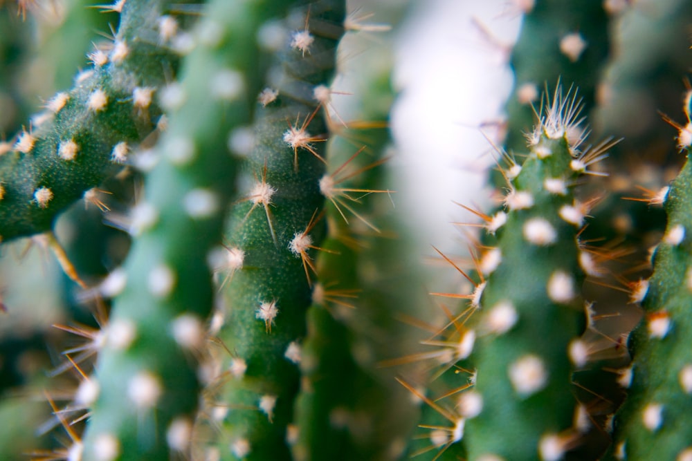selective photography of cacti