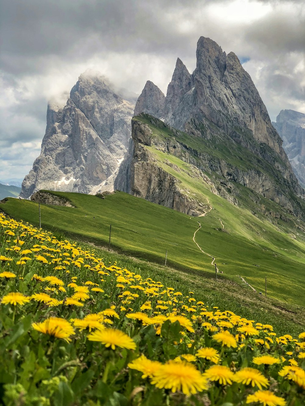 sunflower flowers across green hills under white clouds