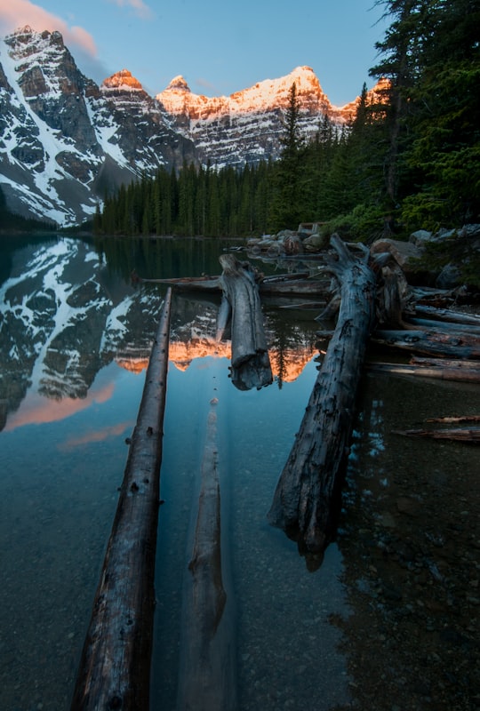 trees at lagoon with snow-capped mountains background at daytime in Moraine Lake Lodge Canada
