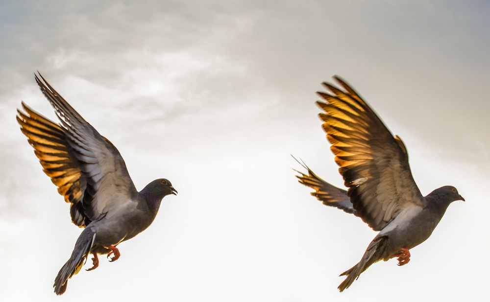 Dos pájaros marrones voladores en pintura en el aire