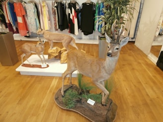 A store interior with wooden flooring features several taxidermy animals, including deer and other woodland creatures, displayed on platforms. The background displays racks of colorful clothing, while greenery in planters adds a natural touch.