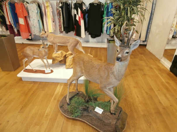 A store interior with wooden flooring features several taxidermy animals, including deer and other woodland creatures, displayed on platforms. The background displays racks of colorful clothing, while greenery in planters adds a natural touch.