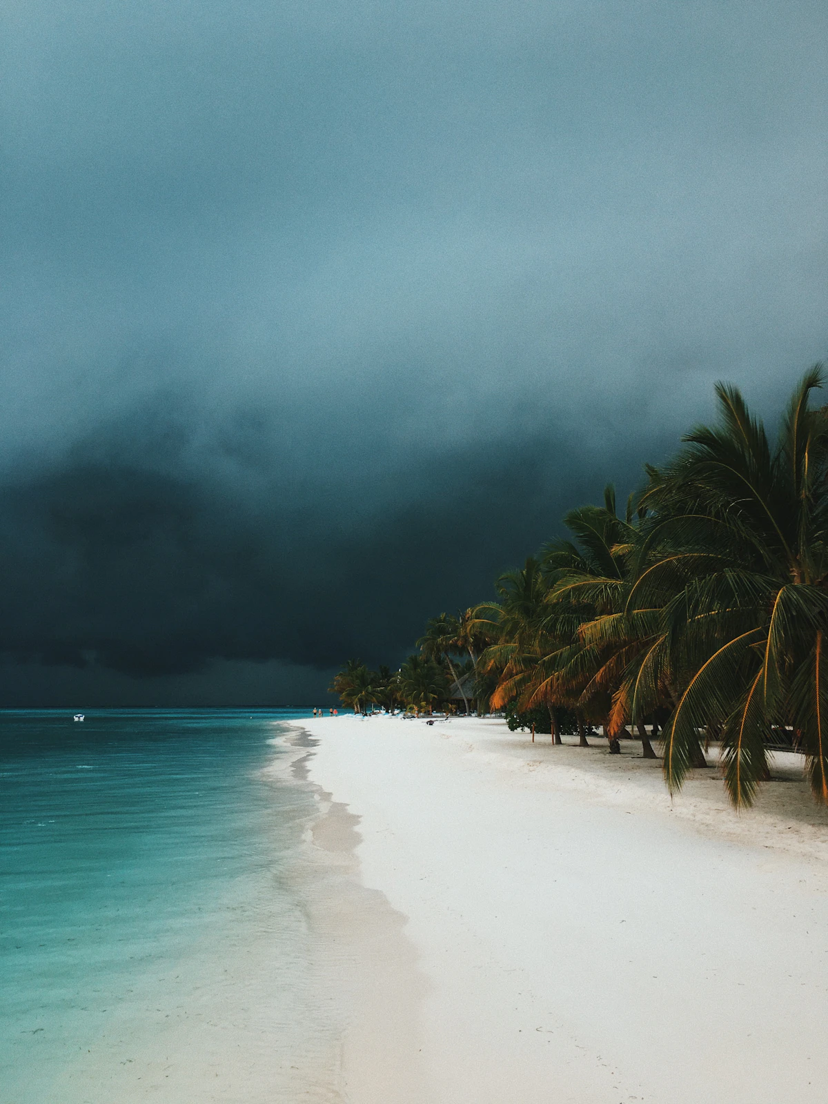 Palm trees in tropical wind during storm conditions