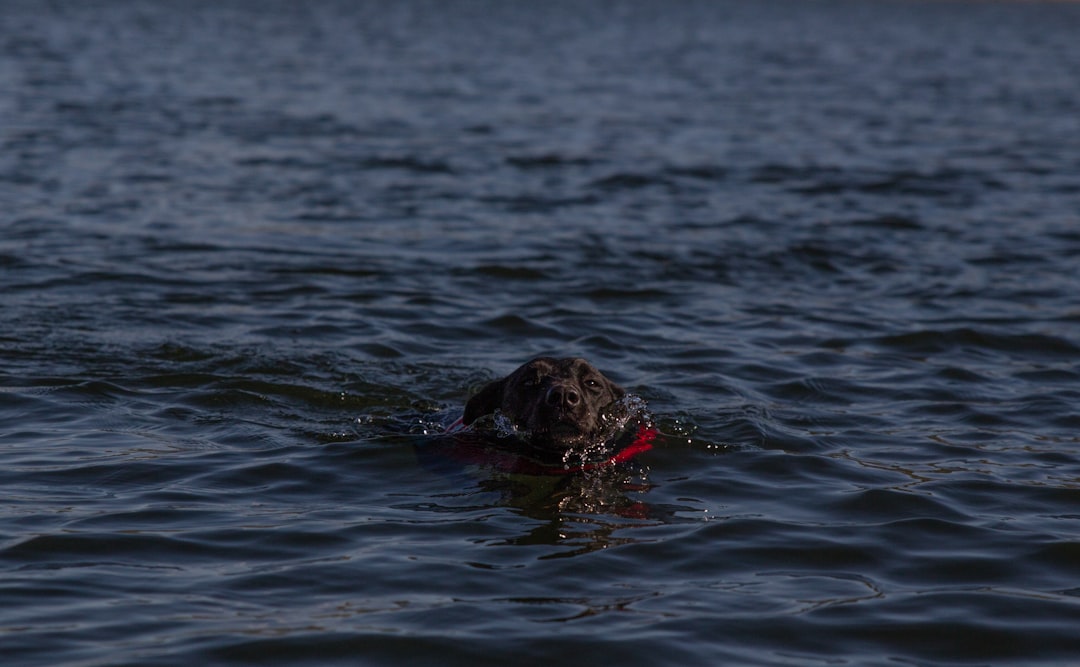 brown dog swimming