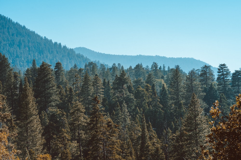 bird's-eye view photography of pine trees