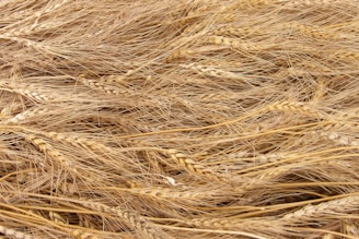 stack of ferns - wheat starch