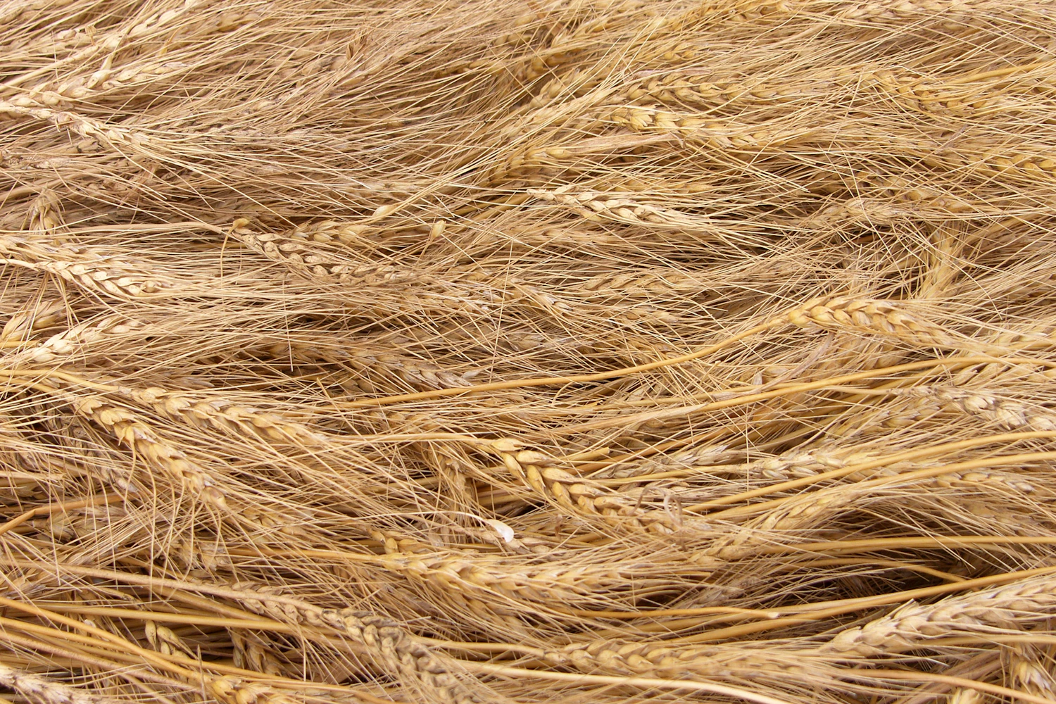 A dense mat of raked cut straw lying in rows