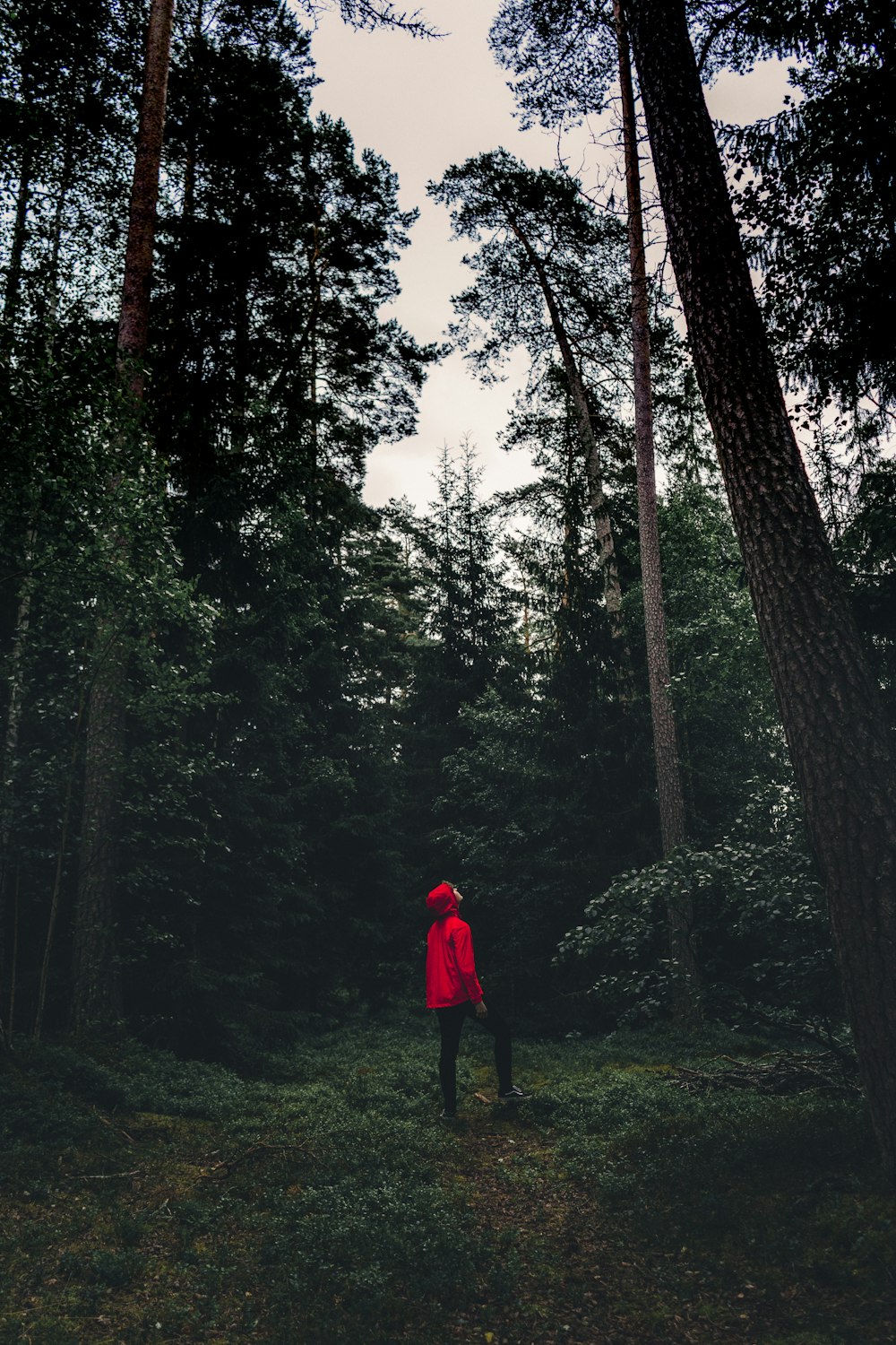 赤いパーカーを着た男が木のエリアに立って見上げている