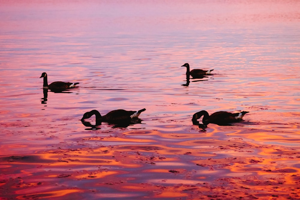 four swans on body of water during daytime