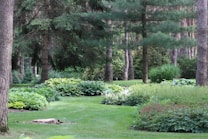 A lush garden landscape featuring a variety of greenery including shrubs and hostas, surrounded by tall pine trees. The ground is covered with well-maintained grass, and the garden is organized with neat edges and diverse plant species.