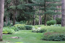 A lush garden landscape featuring a variety of greenery including shrubs and hostas, surrounded by tall pine trees. The ground is covered with well-maintained grass, and the garden is organized with neat edges and diverse plant species.