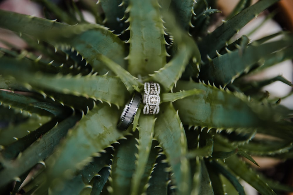 silver-colored and tungsten carbide ring on green leaf plant