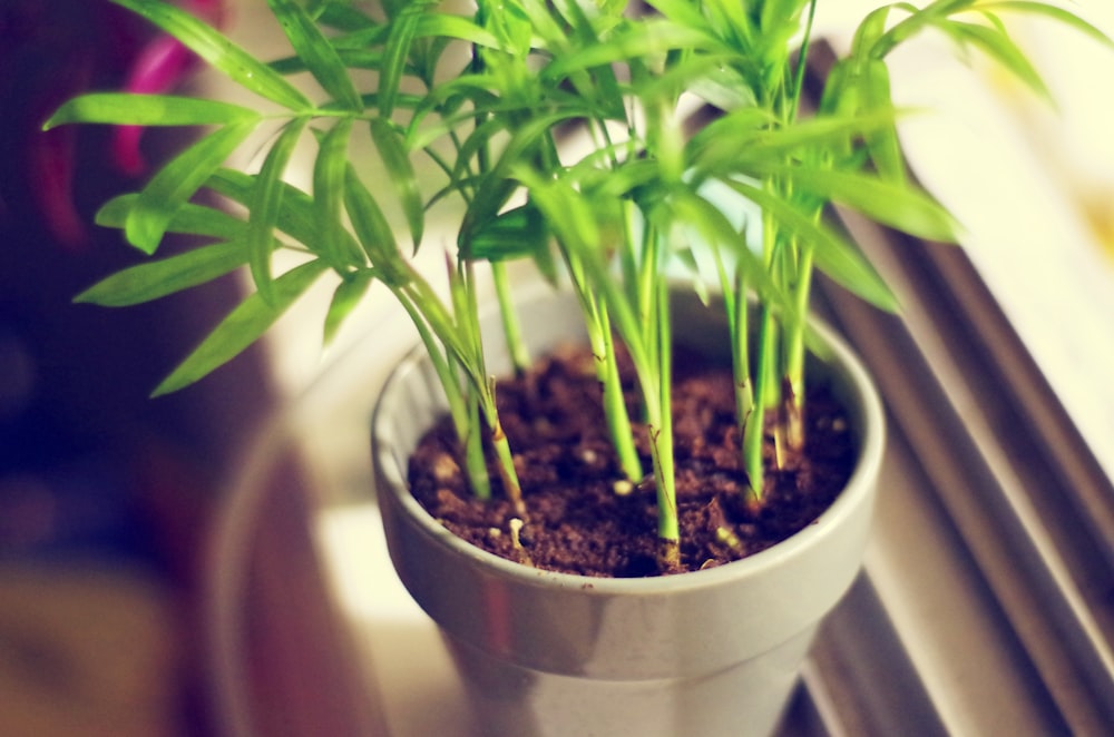 selective focus photography of green leafed plants