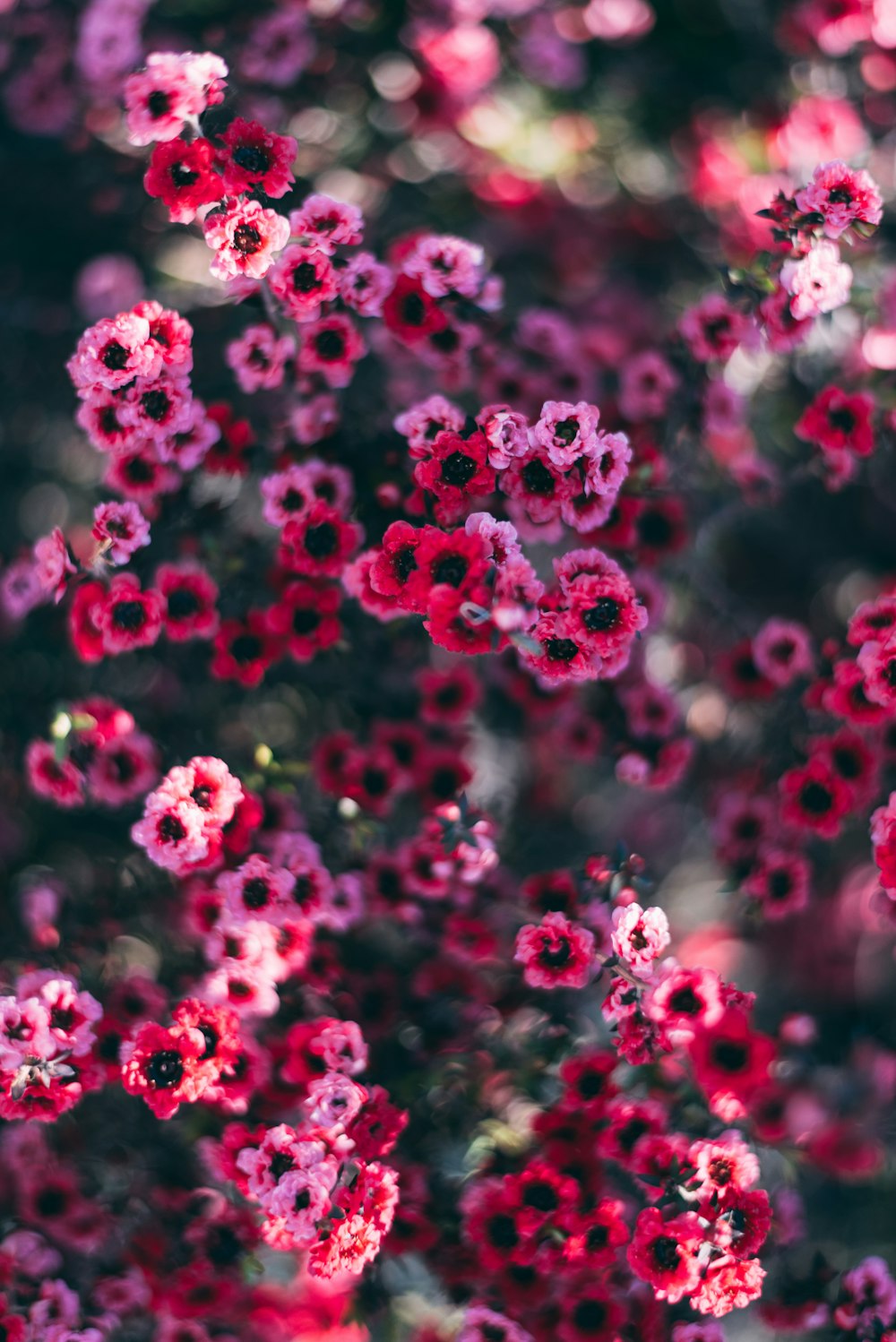 selective focus photography of pink petaled flower