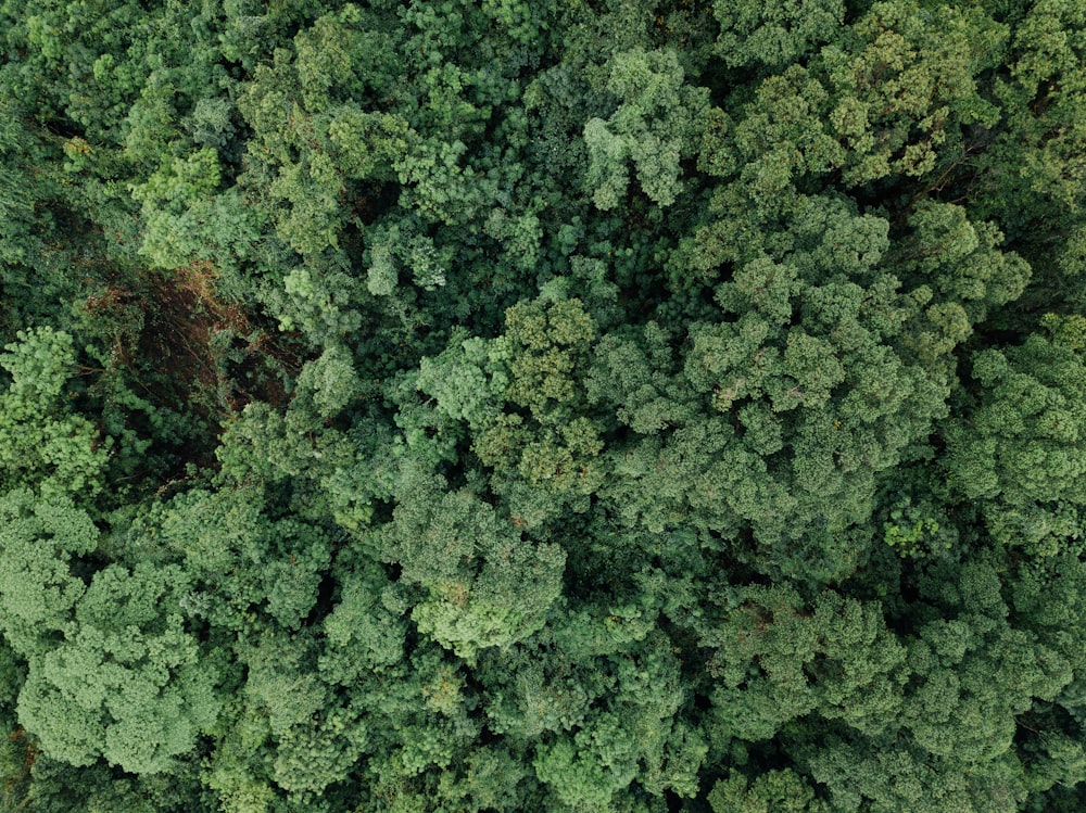 bird's-eye view of forest