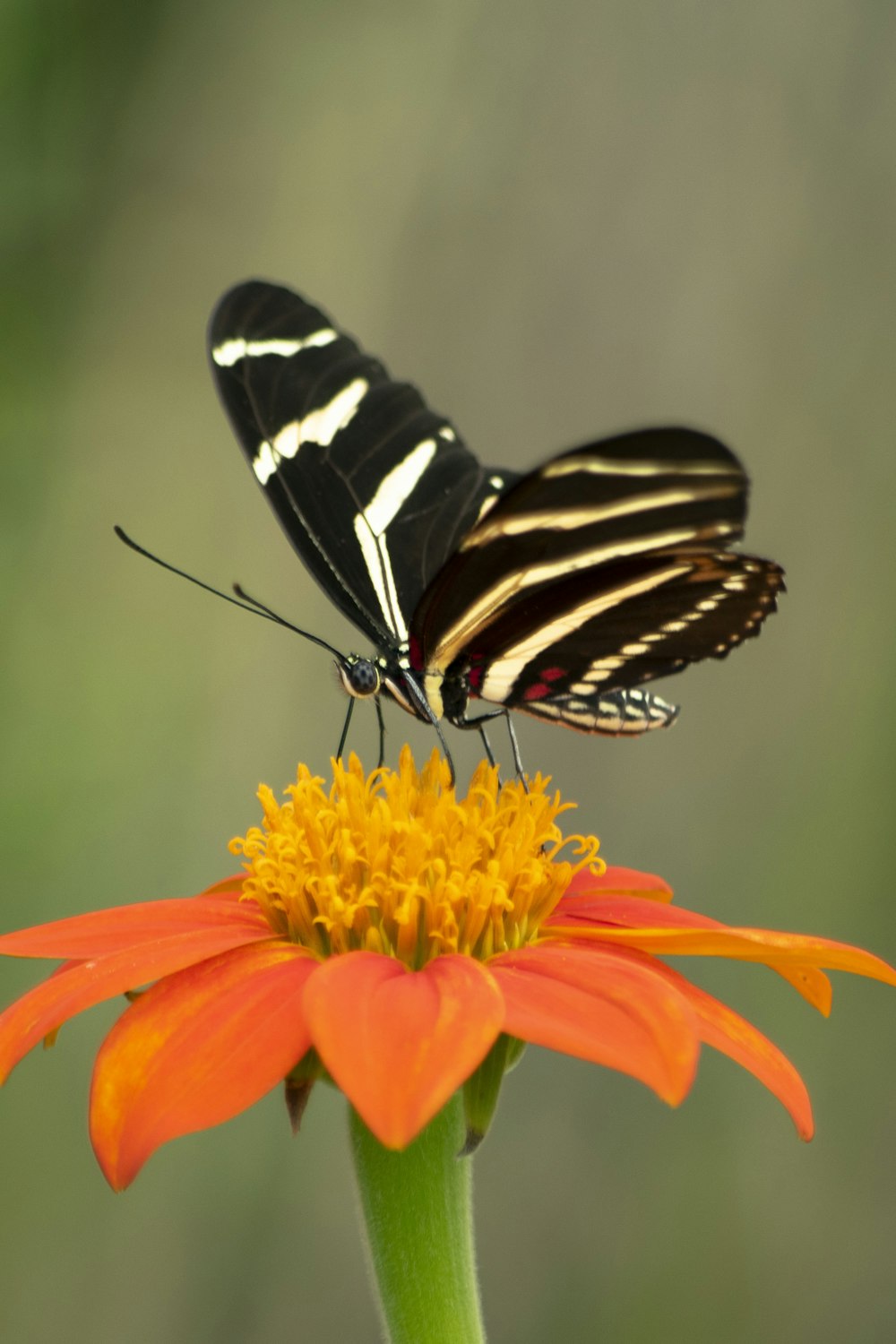 オレンジ色の花に描かれた黒い蝶のセレクティブフォーカス写真