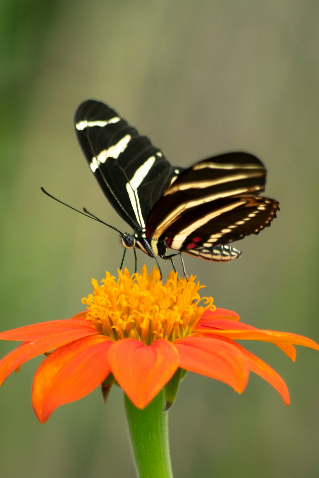 selective focus photography of black butterfly on orange flower