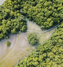 aerial photo of forest