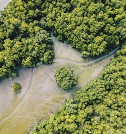 aerial photo of forest