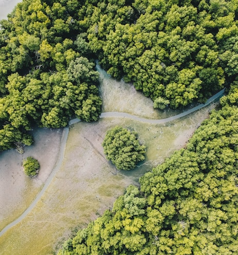 aerial photo of forest